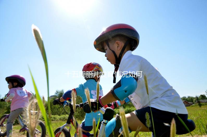 十五周胎兒發育情況如何？