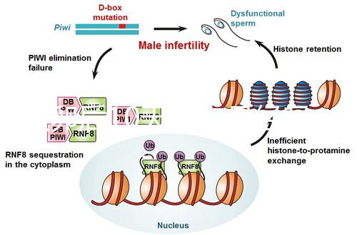 取卵后10天會來月經嗎？快拿小本本記好準確時間