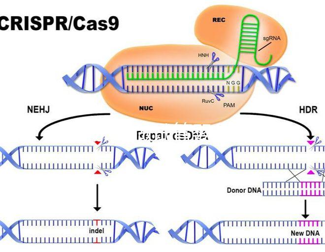 在新加坡做試管嬰兒要多少錢(qián),和馬來(lái)西亞的價(jià)格差別不大