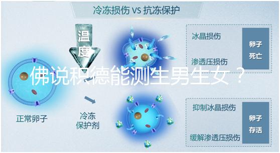 佛說積德能測生男生女？60秒說清楚胎兒性別是否天注定