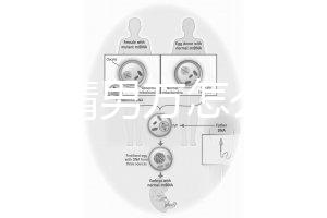 人工授精男方怎么取精？2種取精過程分別適合不同人群