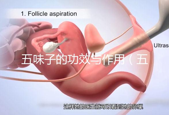 五味子的功效與作用（五味子的功效與作用和主治）