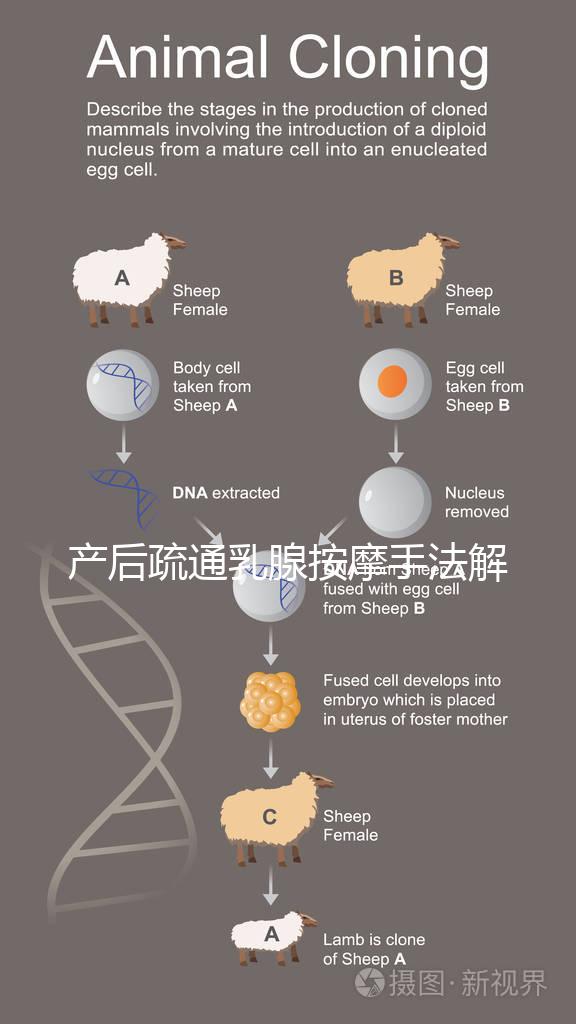產后疏通乳腺按摩手法解密,不用吸奶器輕松搞定堵奶、奶結