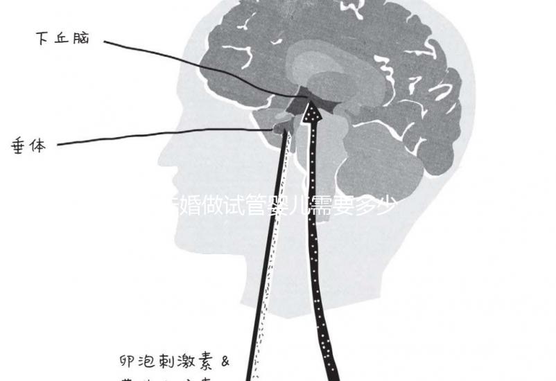 未婚做試管嬰兒需要多少錢(qián)？公立醫(yī)院費(fèi)用大概在3-12萬(wàn)