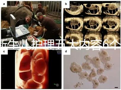 新生兒護理五大內容6個要點整理，嬰兒養育照護干貨來了