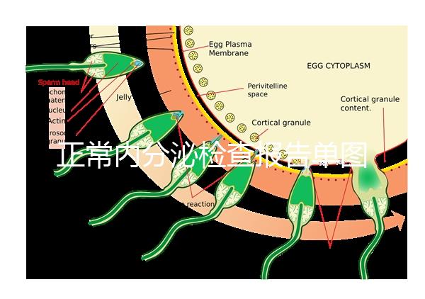正常內(nèi)分泌檢查報告單圖片大全，一分鐘弄懂檢測結(jié)果怎么看
