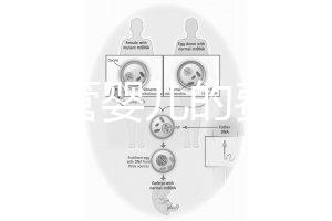 泰國試管嬰兒的費用（泰國試管嬰兒的費用是多少？）