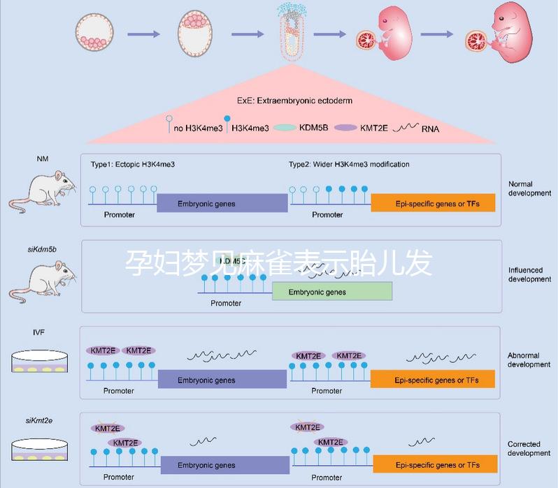 孕婦夢見麻雀表示胎兒發育很健康!具體胎夢含義解讀