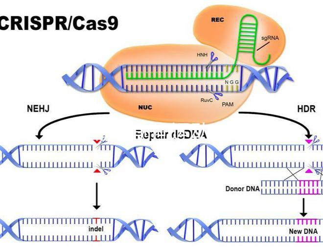 如果精子前向運(yùn)動(dòng)率低于19，就不要看這個(gè)弱精子看完了嗎？