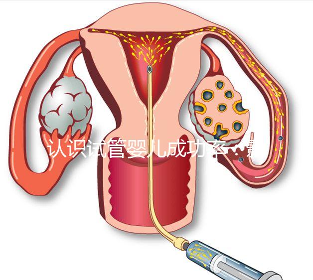 認(rèn)識試管嬰兒成功率:影響胚胎著床的胚胎因素