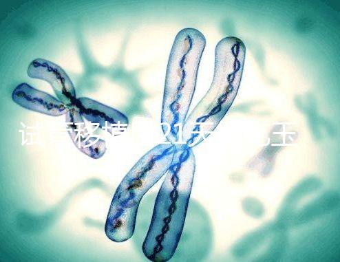 試管移植后21天能吃玉米嗎？孕婦多吃能減少便秘？