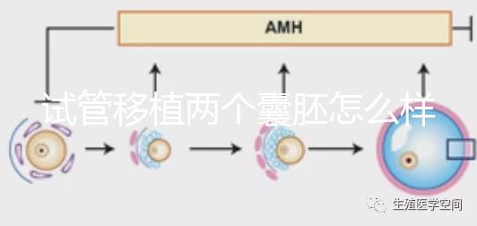 試管移植兩個囊胚怎么樣？成功率高嗎？