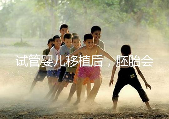 試管嬰兒移植后，胚胎會在子宮中經歷哪些變化？