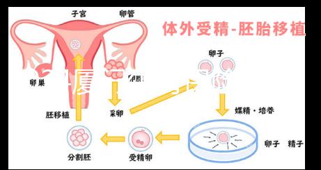 2024廈門生育保險(xiǎn)津貼報(bào)銷全流程通辦，思明等區(qū)可網(wǎng)上申請